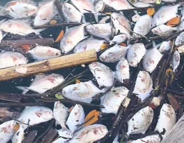 Video cận cảnh cá chết nổi trắng nồng nuôi ngoài Vân Đồn